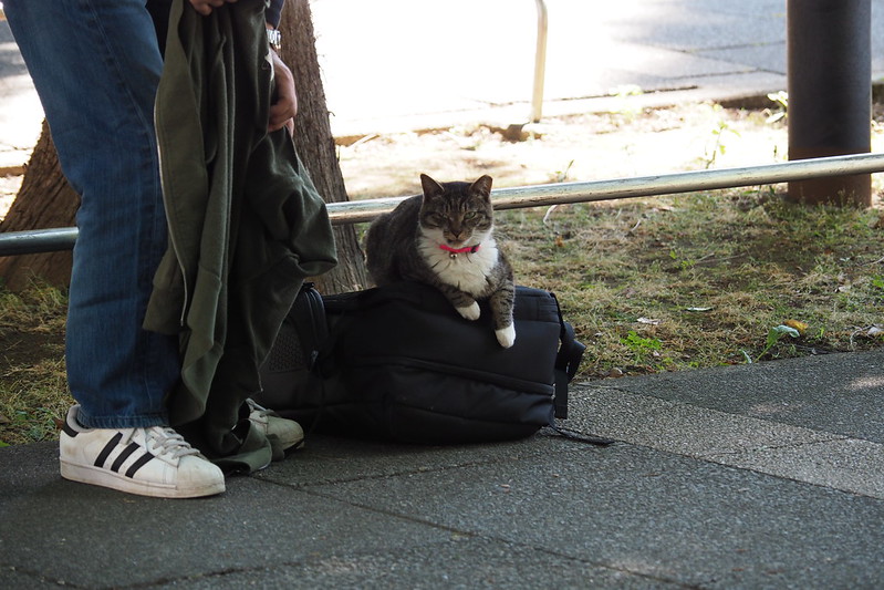 東池袋中央公園の猫。餌やりのオジサンの側で寛ぐキジ白。
