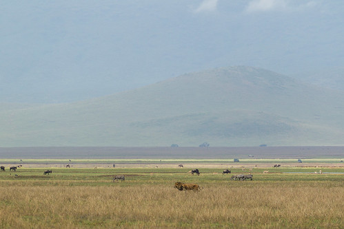 africa ngorngorohighlands outdoors tanzania wildlife entamanu ngorongorocrater safari arusharegion tz