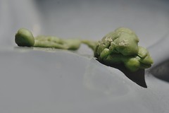gum frog