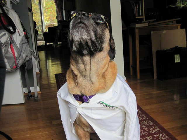 The mild mannered Greta Banner. Greta in a white lab coat with a name tag that says Banner and wearing glasses.