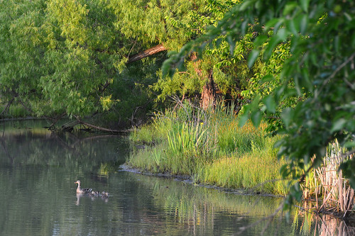 green landscape mallard duck family chisholmcreekpark wichita kansas