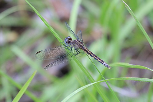 2017 anisoptera dragonfly erythrodiplax erythrodiplaxminuscula littlebluedragonlet nc odonata minuscula
