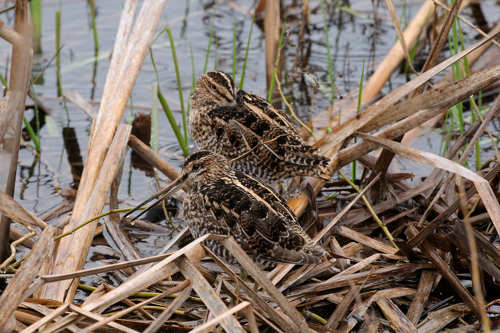 As the rain beats down on South Quigley Lake, a Wilson's snipe calls out as water drops collect on the end of its bill, while its partner takes a little nap