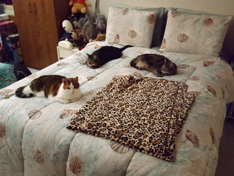 17catbed