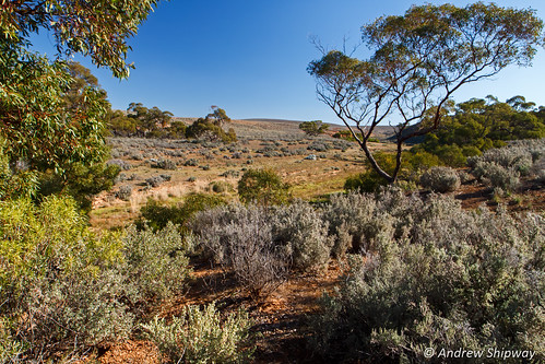 bushwalking landscape baldinacreek nationalpark deh southaustralia redbanksconservationpark dewnr burra creekbed baldina