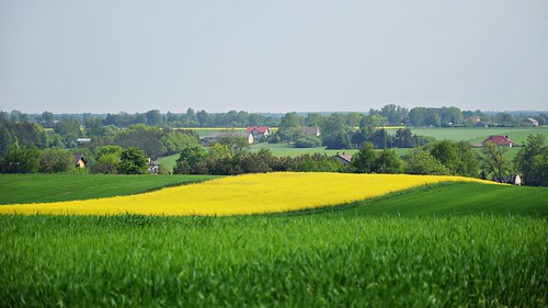 green yellow rollinghills fields nature landscape view paprotnia polik łódzkie lodzkie polska poland parkkrajobrazowywzniesieńłódzkich