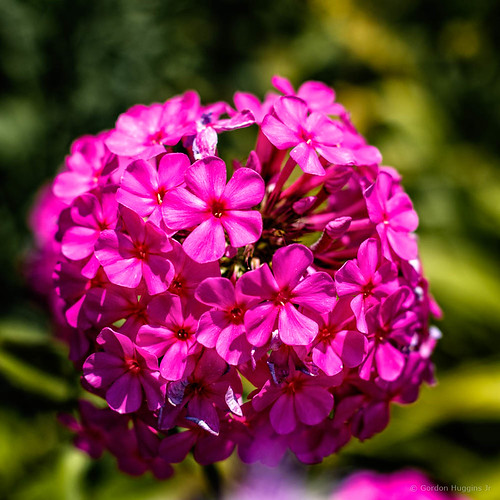 digitialidiot ©allrightsreserved flower
