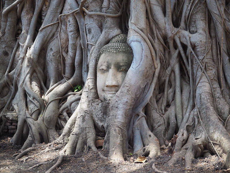 P6222657 ワット・マハータート(Wat Mahathat/วัดมหาธาตุ) アユタヤ タイ thailand 世界遺産