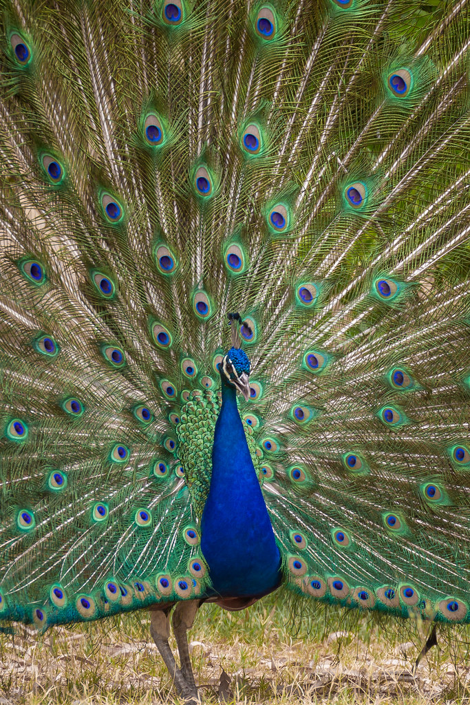 Hart Park Peacock