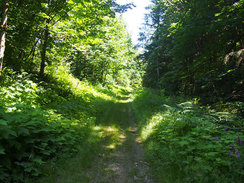 Whitehorse Trail: The Whitehorse Trail was very overgrown along most of its length, with long stretches where no trail surface was visible at all through the grass.  It was pretty bumpy with loose gravel in places, so a cyclocross bike would do much better than a road bike.