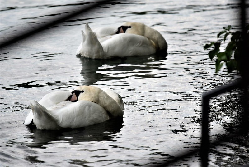 Swans 13.07 (1)
