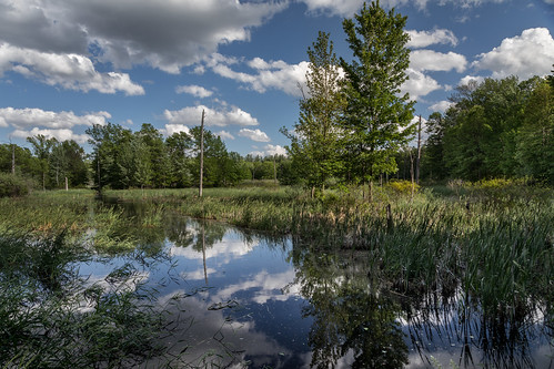 canoneos5dmarkiv foliage reeds cattails tree trees wetland water reflections clouds sunny windy michigan forest midland verano summer flooded