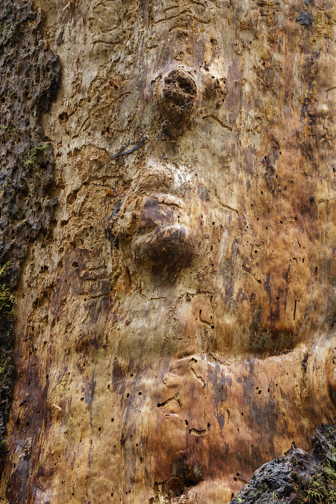 Patterns in an old tree in the Hoh Rain Forest