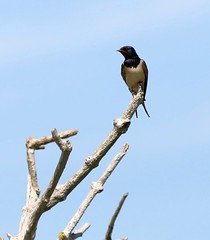 Swallow on a branch