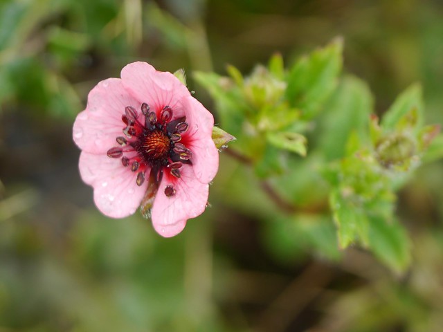 Potentilla Nepalensis bloodroot Flower Seeds from Ukraine 
