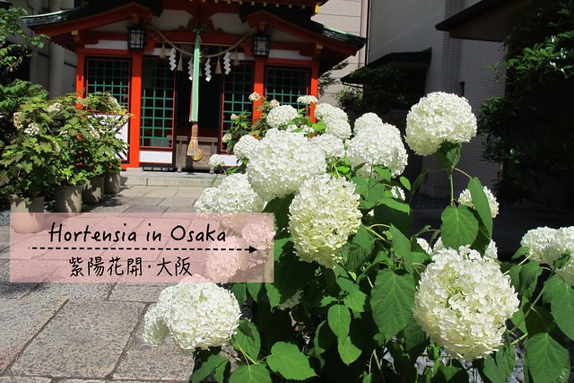17 日本wh 都市叢林裡紫陽花季專屬的浪漫 坐摩神社 Ms素 關於旅行 關於生活 痞客邦