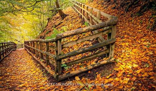 autumn natural foliage nature leaf brown fall orange red trees plant tree golden trail outdoors sunlight yellow walk wood path landscape season gold autumnal environment light seasonal leaves woods colorful scenery color bright forest scenic sun background park countryside outdoor footpath green