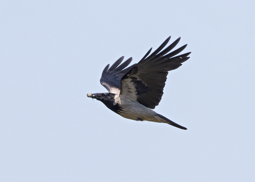 Hooded Crow (Corvus cornix