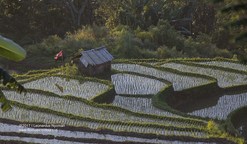 sawah terasering sawahbertingkat timung waerii manggarai ruteng flores rice farm ricefields riceterraces landscape agriculture mountain scenery mountainview