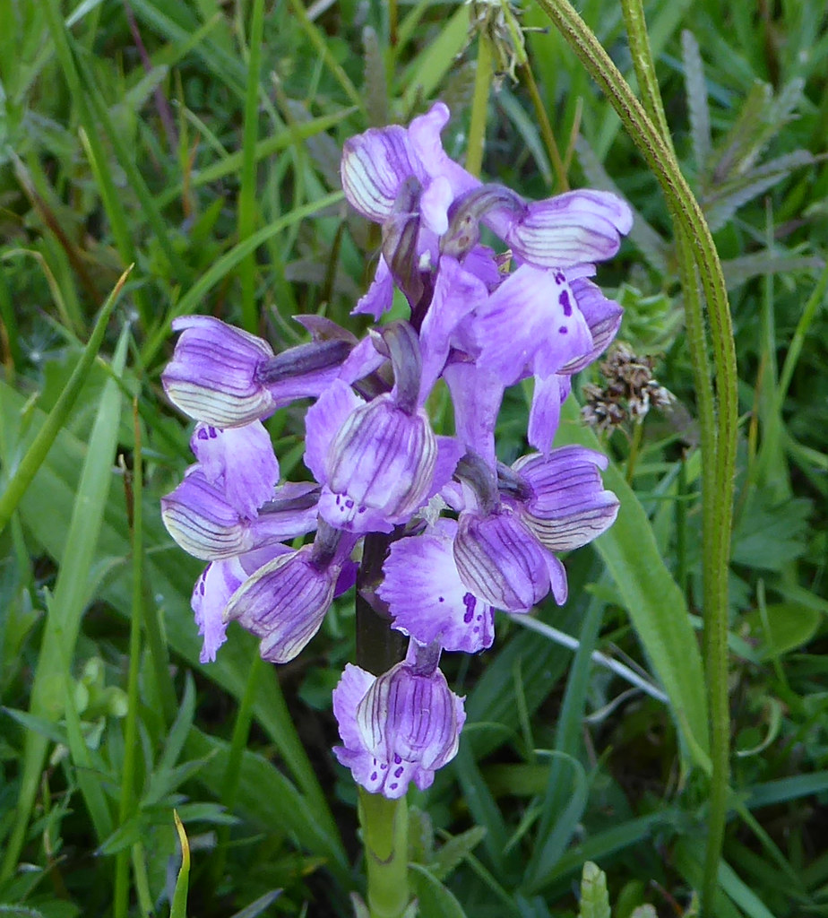 Gree-winged orchid (violet)