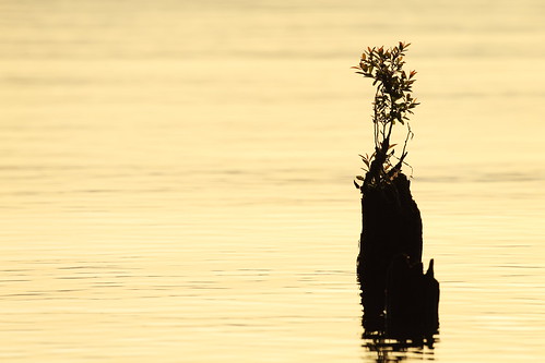 shiga biwalake japan japon morning lake landscape nature imazu 近江今津 日本 琵琶湖 関西 滋賀県 湖西 百瀬浜園地
