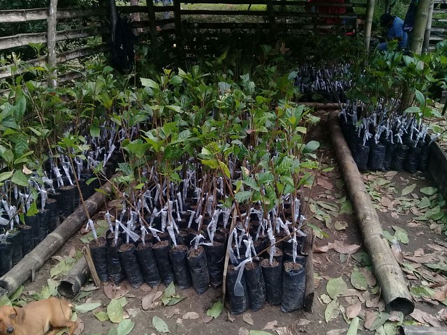 Alcaldía de Chone logró gestión de dos mil varetas de cacao