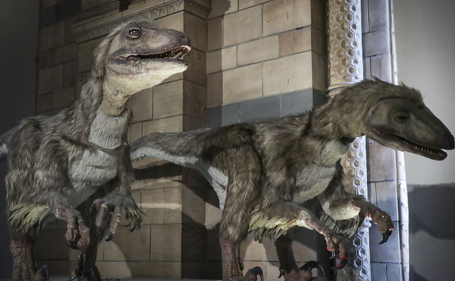 Natural History Museum - Dinosaurs display