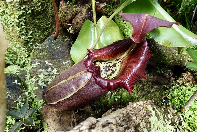 A sultry pitcher plant