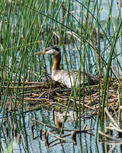 bird grebe lake nesting elkwater alberta canada ca