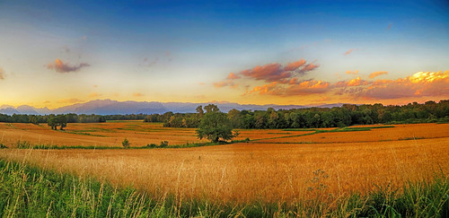 country countryside fields sunset barley friuli italia italy harvest