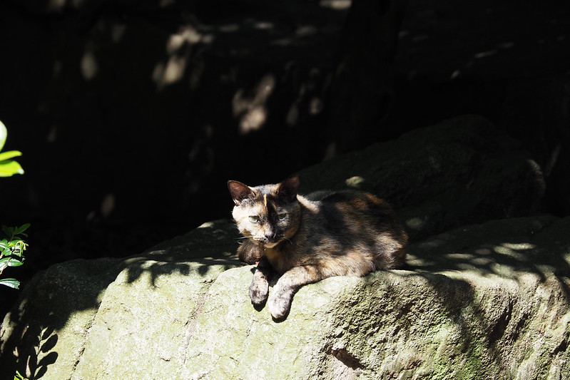 東池袋中央公園の猫。木陰で休むサビ虎