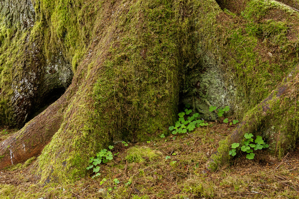 Wood sorrel grows at the base of a moss-covered tree in the Quinault Rain Forest in Olympic National Park