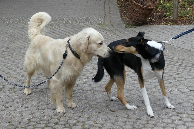 Hunde erlaubt im Zoo Landau