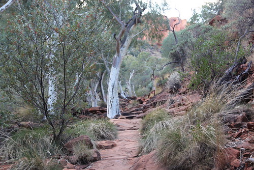 The pathway up the King’s Canyon amid the White Gum trees. From Oo Roo, Uluru - a trek in the Australian Outback