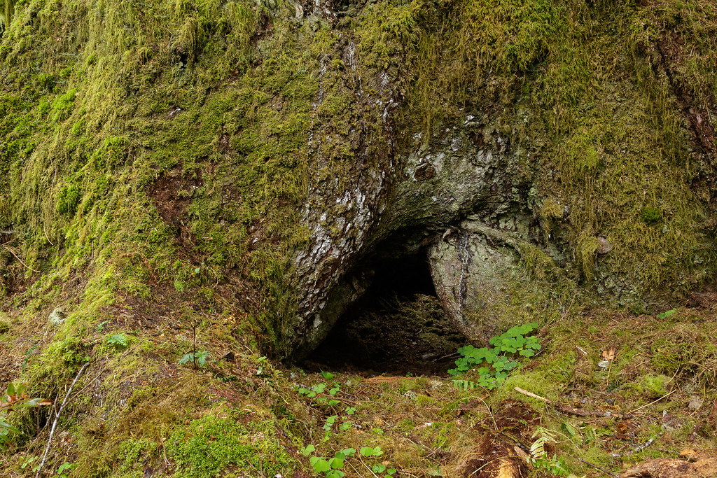 A small tunnel runs underneath the roots of an old tree in Olympic National Park
