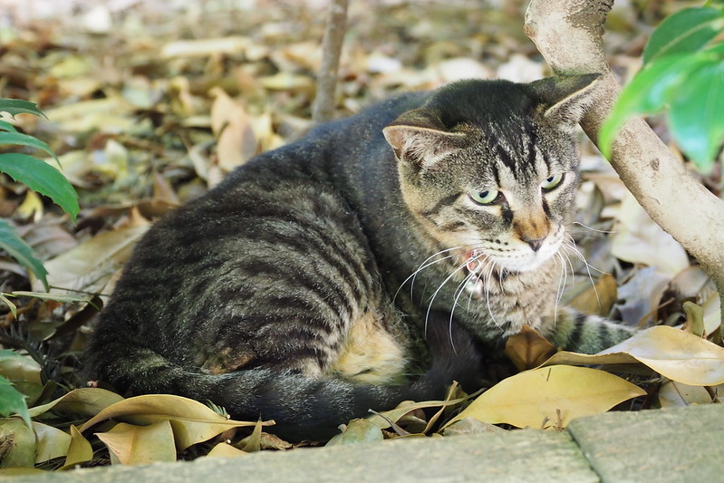 東池袋中央公園の猫。植え込みの中から様子を伺うキジボス。