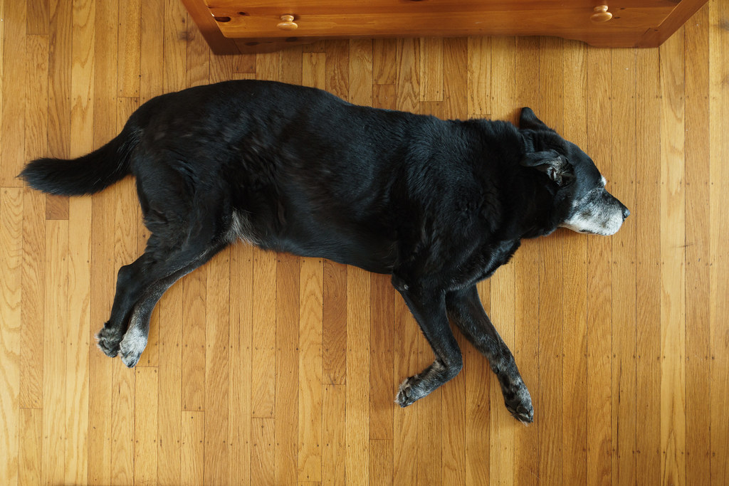 Our dog Ellie sleeps on the hardwood floor in a running position