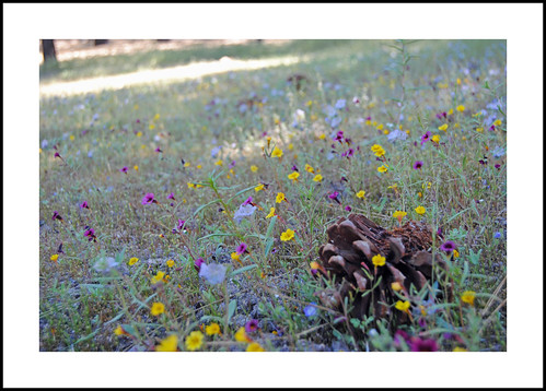 mointainmonkeyflower erythranthediscolor phaceliaexilis transverserangephacelia california piautemtns piutemountains grousemeadow kerncounty sequoianationalforest 2017wildflowers 2017 wildflowers