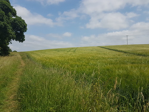 field barley