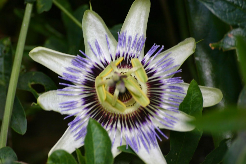 Common problems with growing passion fruits