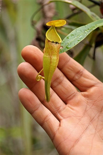 Nepenthes micramphora