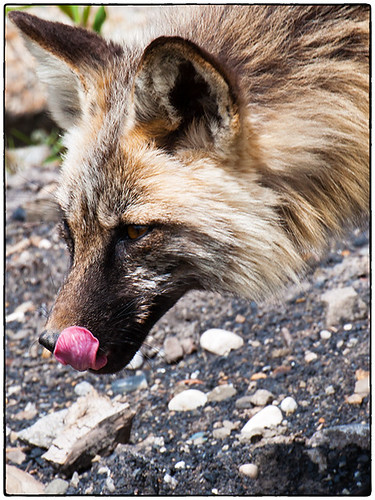 2017 bc britishcolumbia canada princegeorgephotographicsociety tumblerridge fox