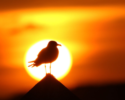 sun sunset sundown golden st pete ft desoto boat ramp nature wildlife bird