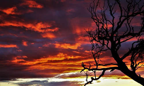 aus australia australiancapitalterritory canberra chisholm geo:lat=3541083471 geo:lon=14913714051 geotagged sunset treesilhouette treesilhouetteagainstsunsetsky
