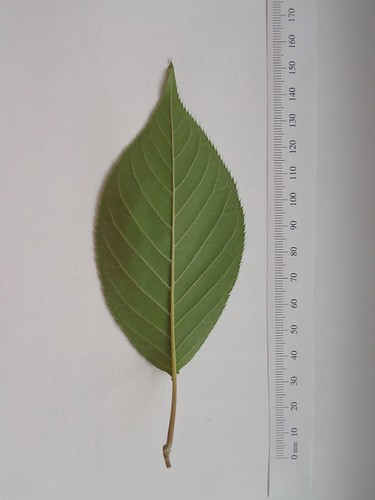 Prunus serrulata "Kwanzan"