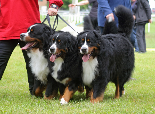 Bernese Mountain Dogs at dog show