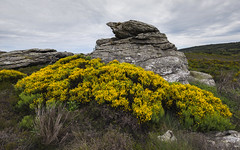 Of rock and flowers - Photo of Castanet-le-Haut