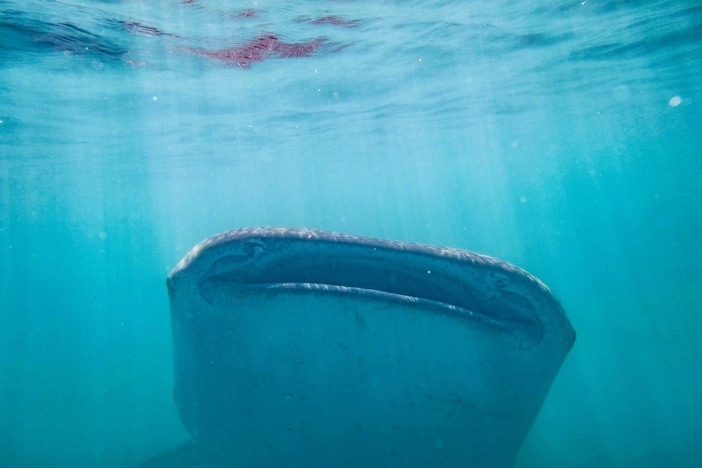 Gorontalo - Photo de Florent S. - Wale Shark 1