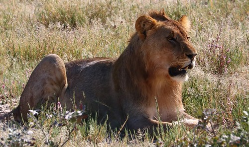 African Lion - Panthera leo - Etosha NP Namibia (26)