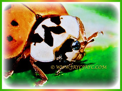 Orange-coloured Harmonia axyridis (Asian Lady Beetle, Harlequin, Multicoloured Asian Beetle), 14 July 2017